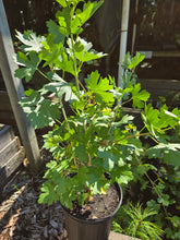 Load image into Gallery viewer, Ribes aureum
