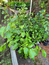 Load image into Gallery viewer, Alnus viridis
