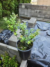 Load image into Gallery viewer, Vaccinium ovatum
