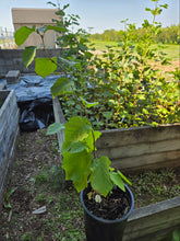 Load image into Gallery viewer, Corylus cornuta
