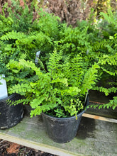 Load image into Gallery viewer, Adiantum aleuticum
