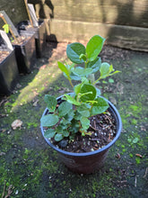 Load image into Gallery viewer, Gaultheria shallon

