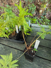 Load image into Gallery viewer, Dryopteris expansa
