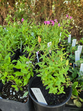 Load image into Gallery viewer, Erythranthe lewisii
