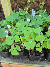 Load image into Gallery viewer, Oxalis oregana
