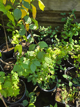 Load image into Gallery viewer, Philadelphus lewisii
