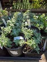 Load image into Gallery viewer, Eriophyllum lanatum
