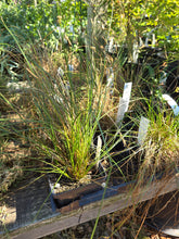 Load image into Gallery viewer, Juncus tenuis
