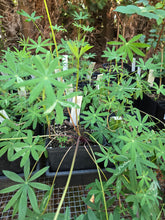 Load image into Gallery viewer, Lupinus rivularis

