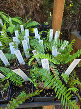 Load image into Gallery viewer, Polystichum munitum
