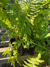 Load image into Gallery viewer, Athyrium filix-femina
