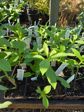 Load image into Gallery viewer, Helenium autumnale
