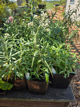 Load image into Gallery viewer, Anaphalis margaritacea
