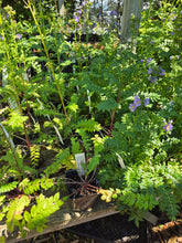 Load image into Gallery viewer, Polemonium pulcherrimum
