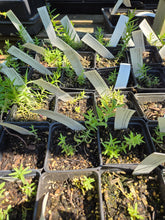 Load image into Gallery viewer, Castilleja miniata
