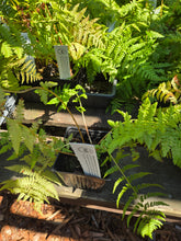 Load image into Gallery viewer, Athyrium filix-femina
