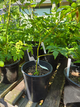 Load image into Gallery viewer, Aruncus dioicus
