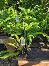 Load image into Gallery viewer, Struthiopteris spicant
