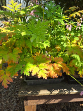 Load image into Gallery viewer, Dicentra formosa

