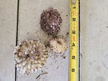 Load image into Gallery viewer, Fritillaria affinis
