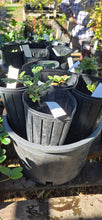 Load image into Gallery viewer, Quercus garryana
