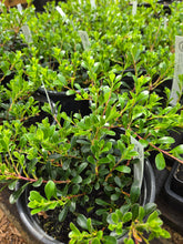 Load image into Gallery viewer, Arctostaphylos uva-ursi
