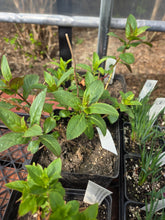 Load image into Gallery viewer, Penstemon serrulatus

