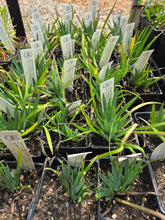 Load image into Gallery viewer, Sisyrinchium californicum
