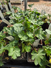 Load image into Gallery viewer, Sidalcea hendersonii
