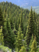 Load image into Gallery viewer, Abies lasiocarpa
