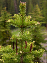 Load image into Gallery viewer, Abies lasiocarpa
