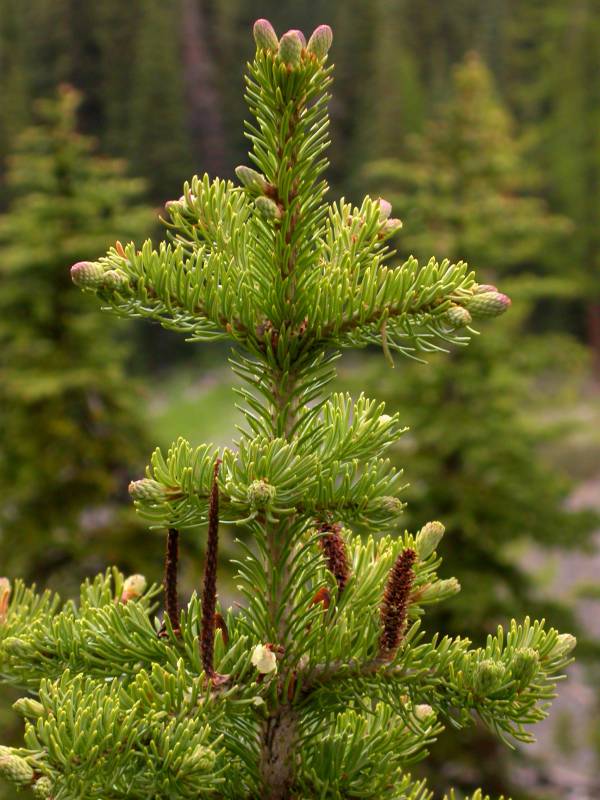 Abies lasiocarpa