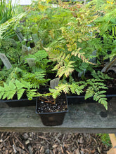 Load image into Gallery viewer, Dryopteris expansa
