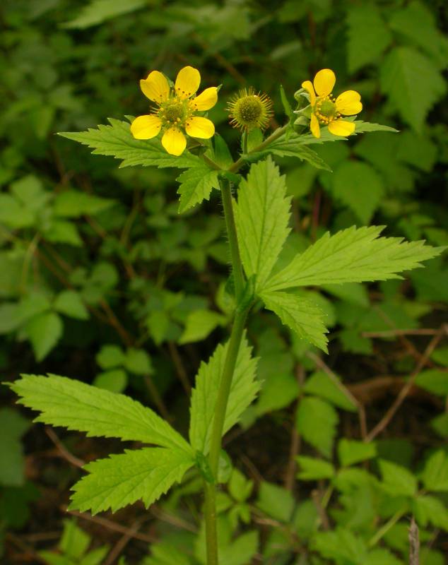 Geum macrophyllum