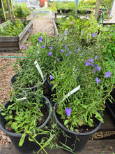 Load image into Gallery viewer, Campanula rotundifolia
