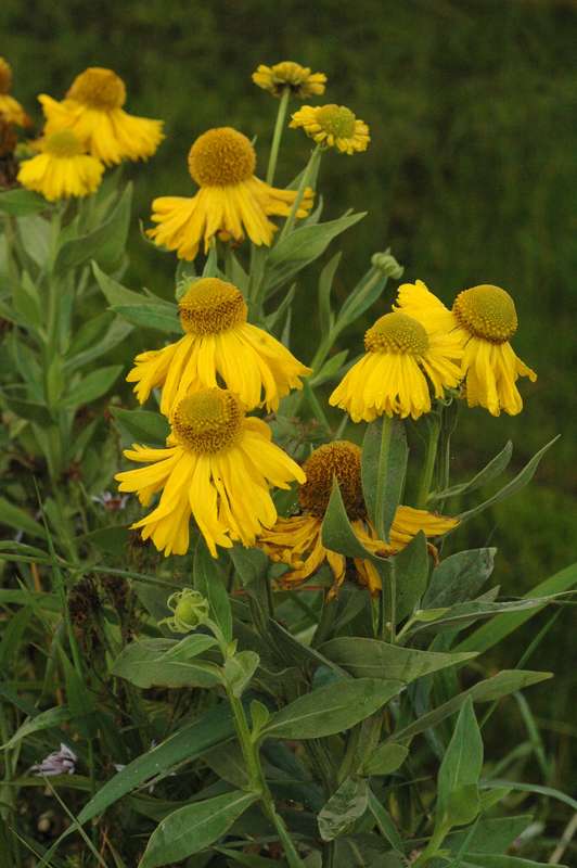Helenium autumnale