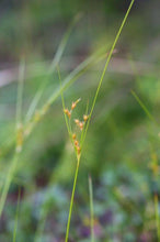 Load image into Gallery viewer, Juncus tenuis
