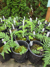 Load image into Gallery viewer, Polypodium glycyrrhiza
