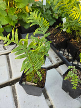 Load image into Gallery viewer, Polypodium glycyrrhiza
