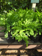 Load image into Gallery viewer, Adiantum aleuticum
