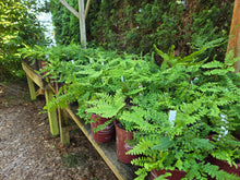 Load image into Gallery viewer, Adiantum aleuticum

