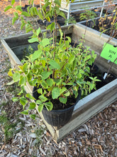Load image into Gallery viewer, Philadelphus lewisii
