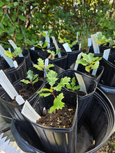Load image into Gallery viewer, Quercus garryana
