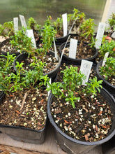 Load image into Gallery viewer, Penstemon davidsonii

