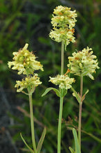 Load image into Gallery viewer, Penstemon confertus
