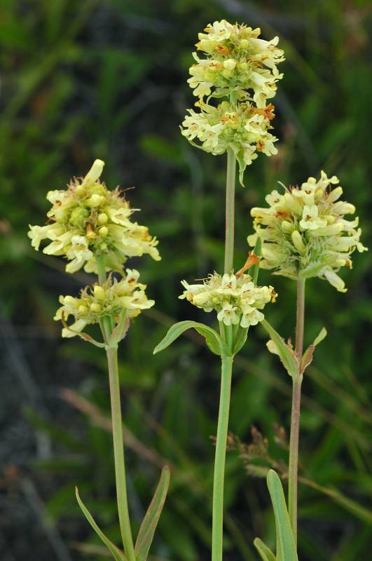 Penstemon confertus