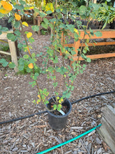 Load image into Gallery viewer, Amelanchier alnifolia
