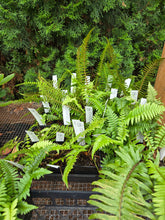 Load image into Gallery viewer, Polystichum munitum
