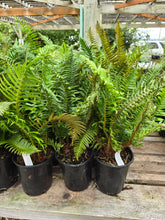 Load image into Gallery viewer, Polystichum munitum
