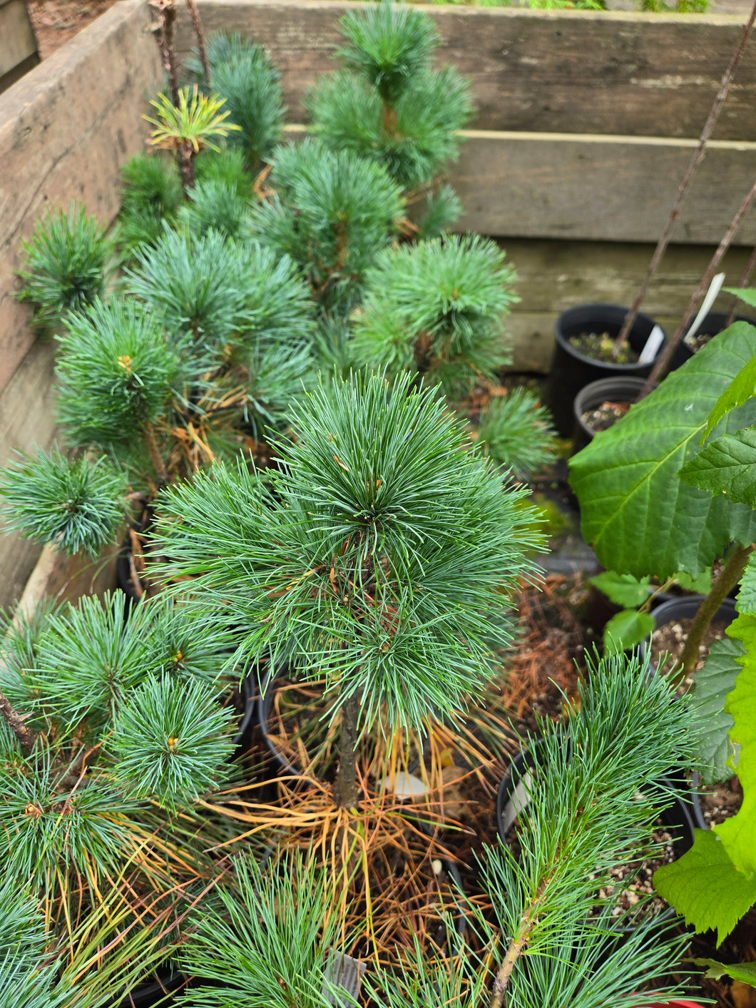 Pinus monticola